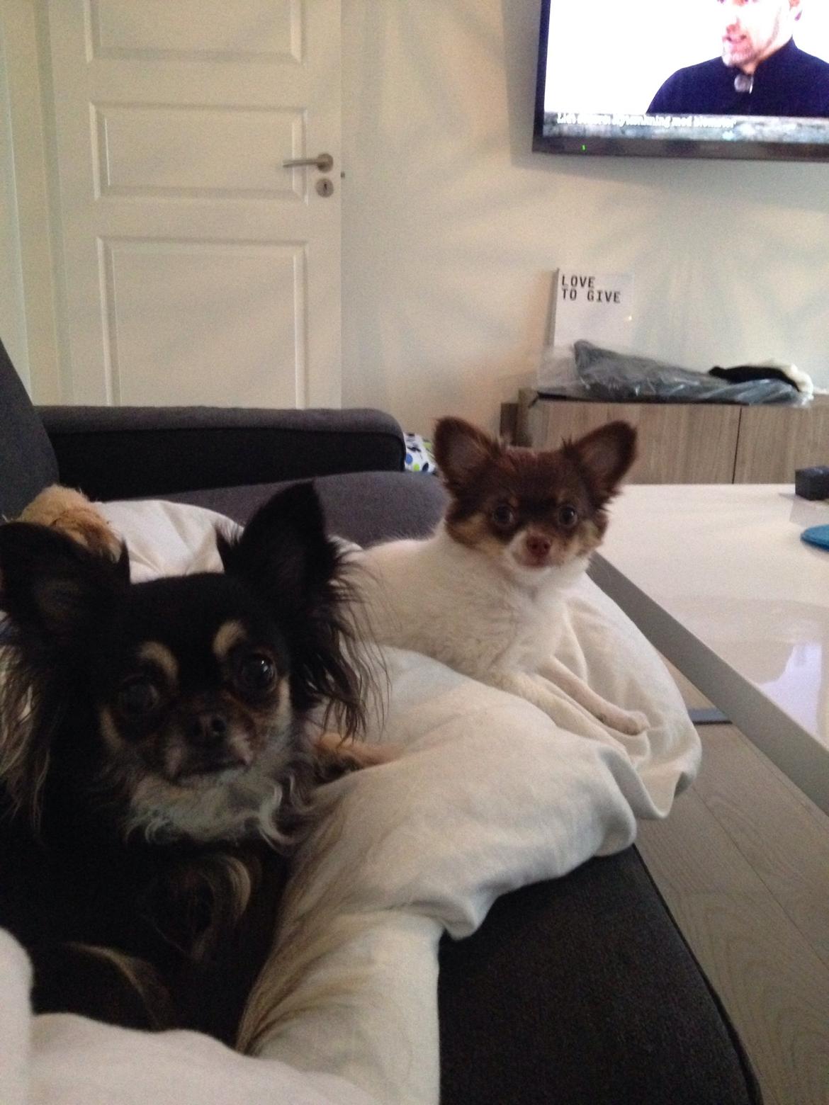 Chihuahua Mynthe billede 18