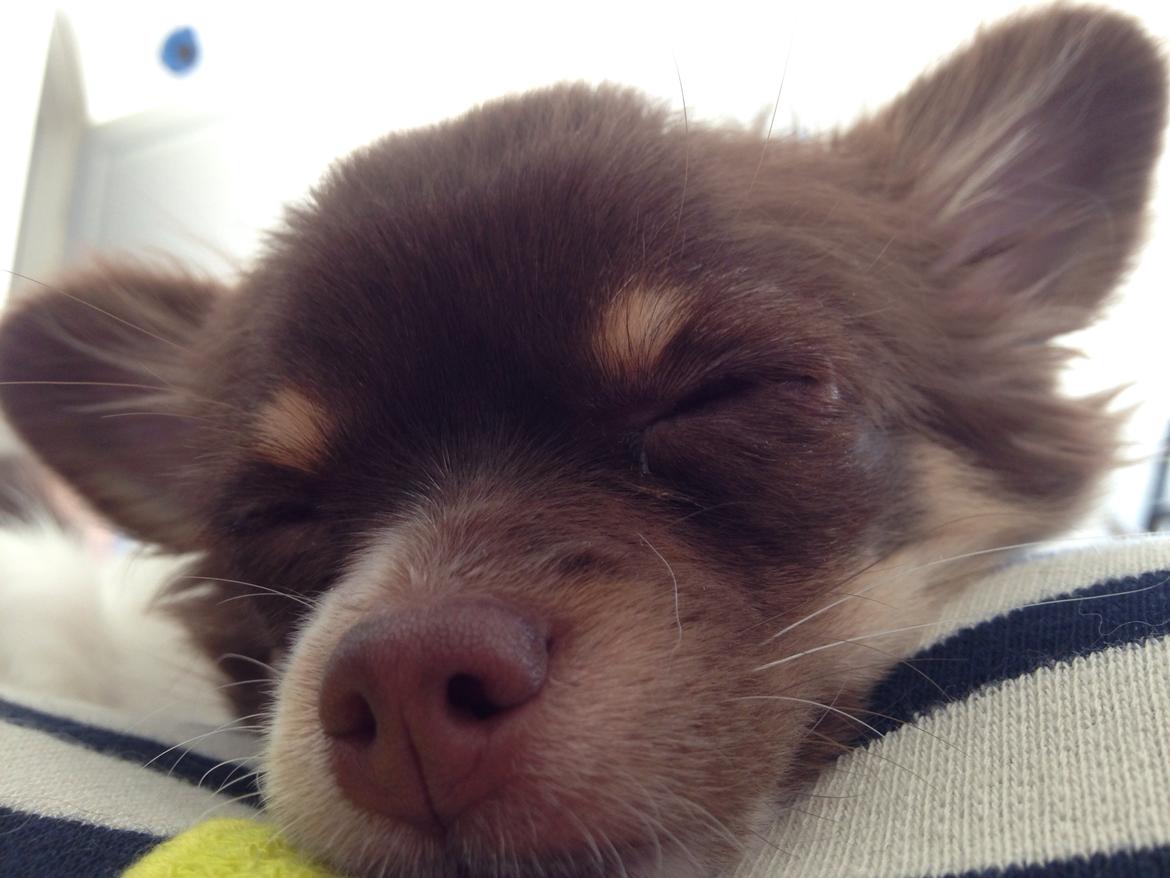 Chihuahua Mynthe billede 19