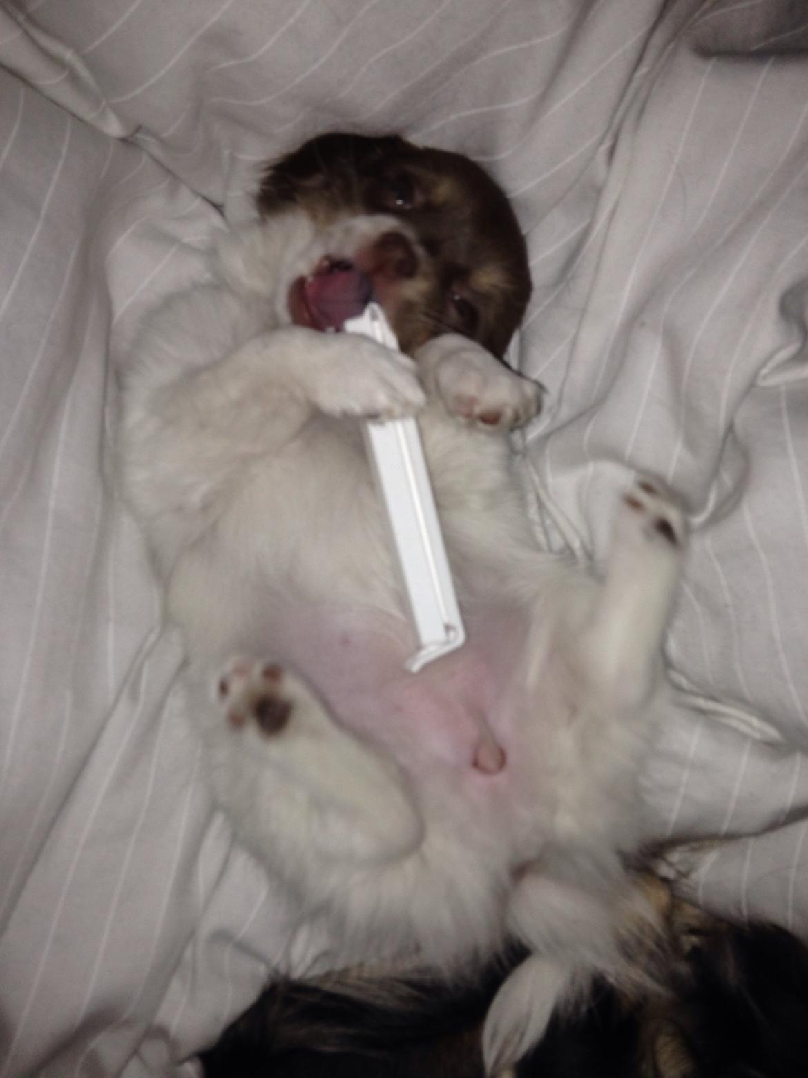 Chihuahua Mynthe billede 20