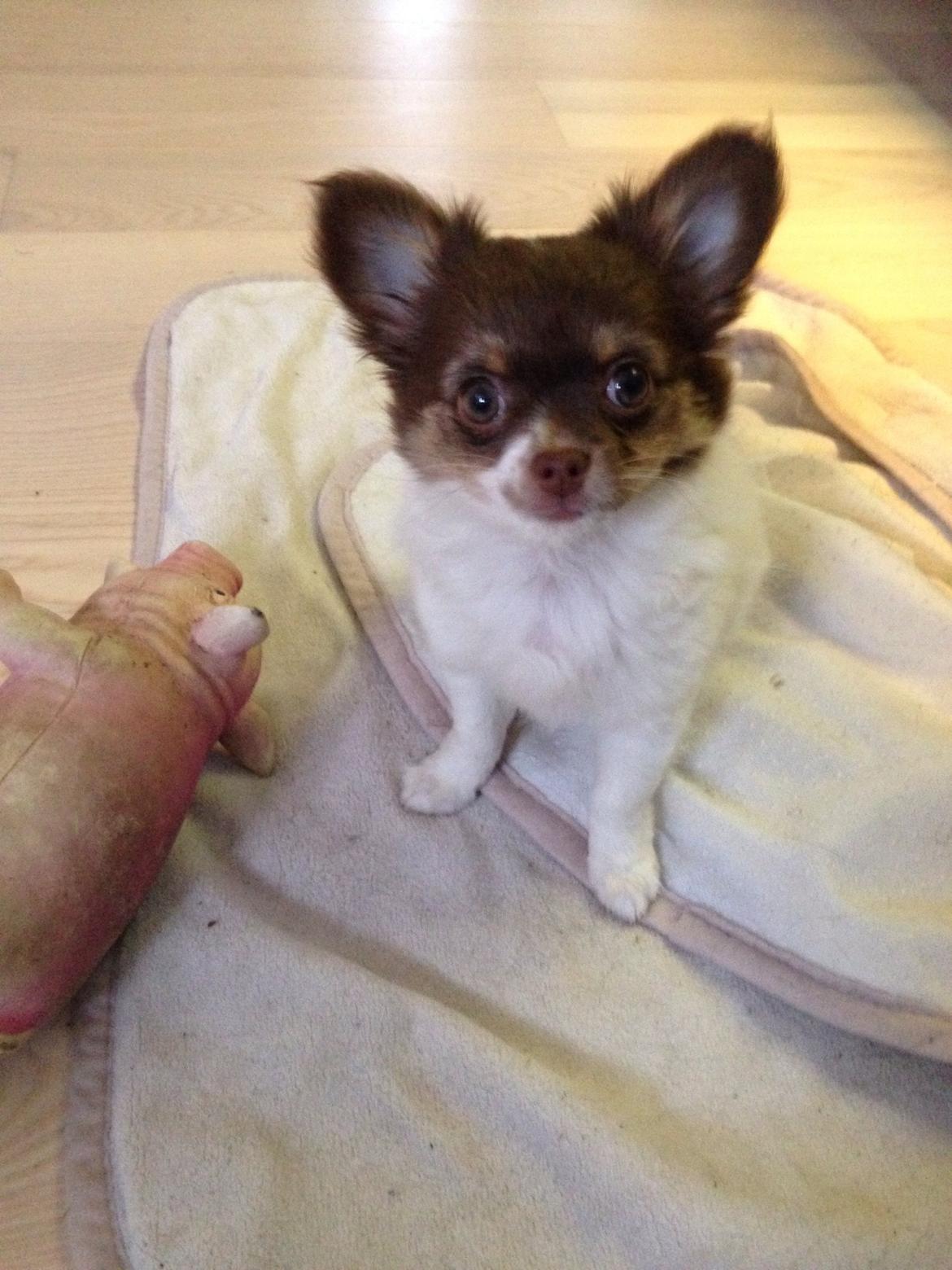 Chihuahua Mynthe billede 21