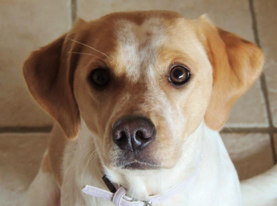 Blanding af racer Molly billede 1