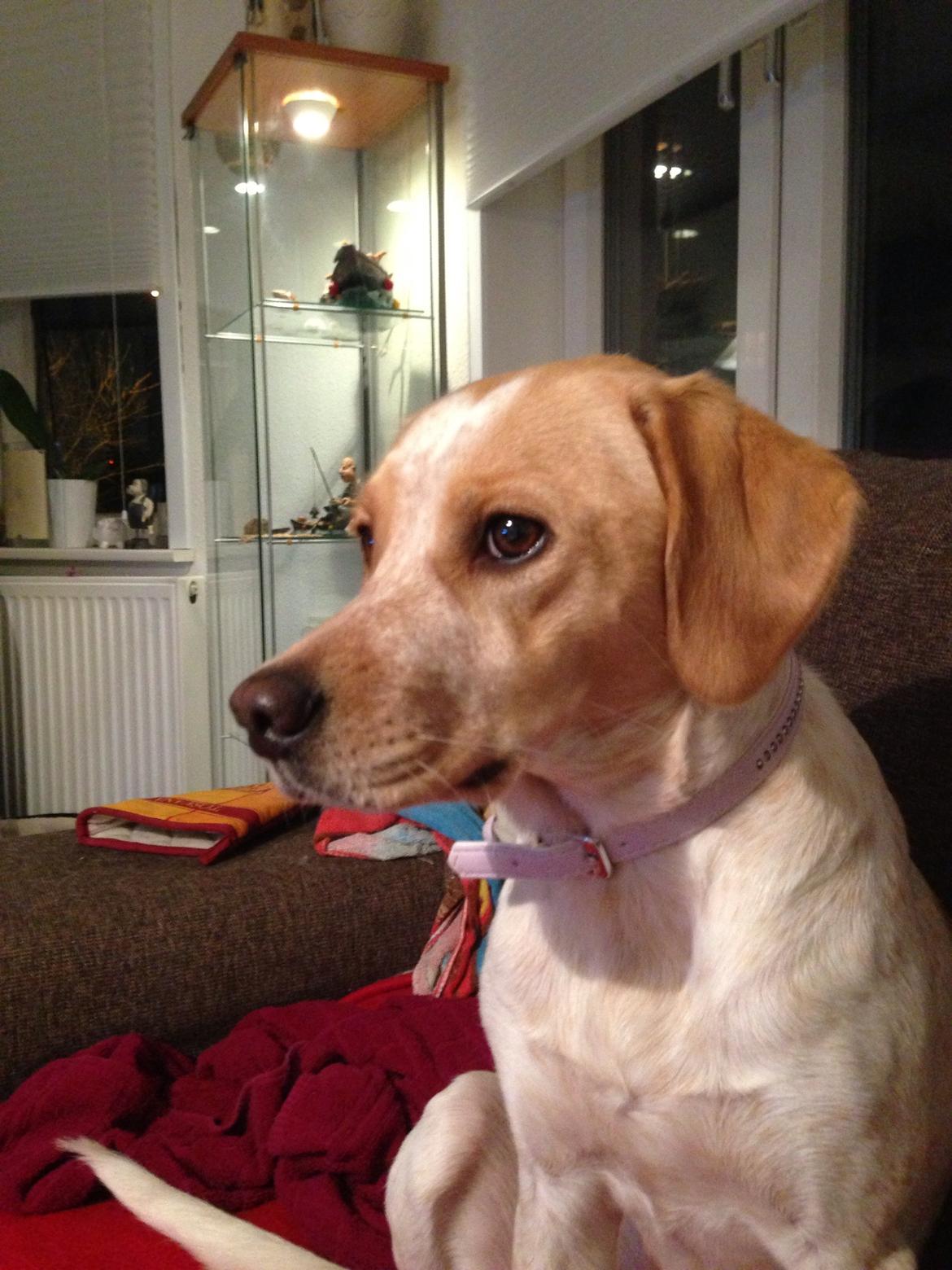 Blanding af racer Molly billede 2