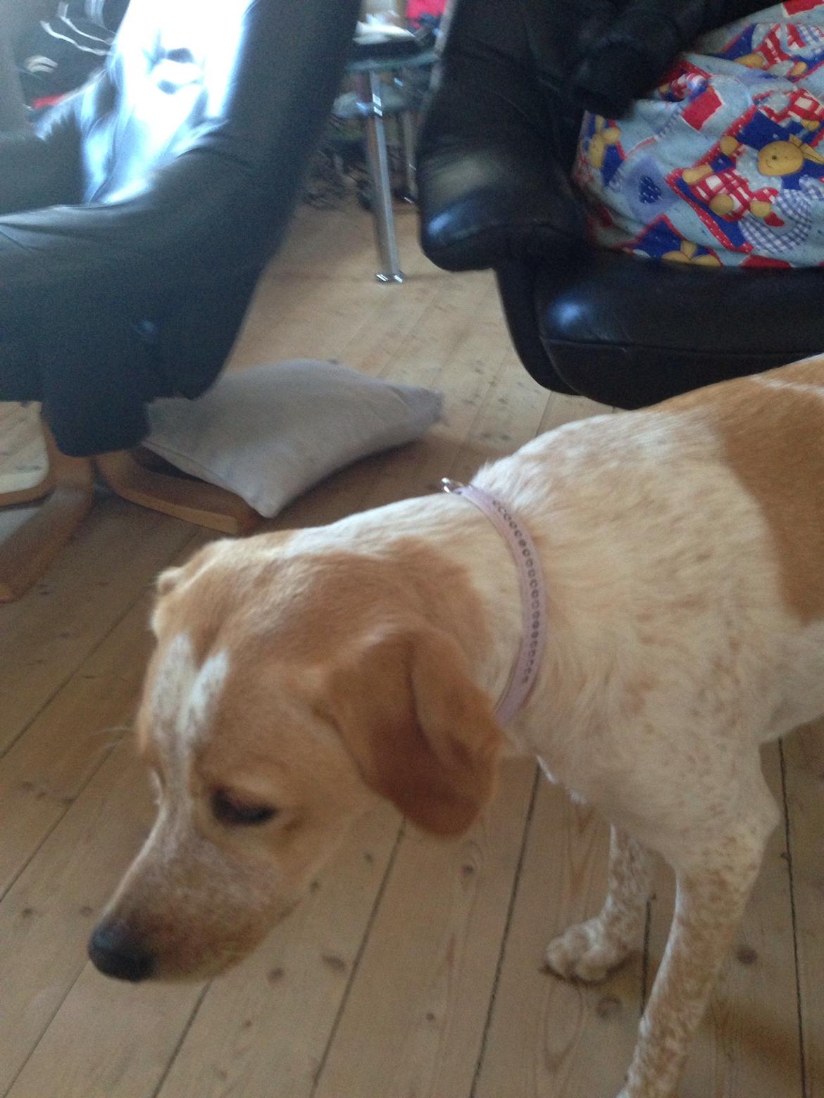 Blanding af racer Molly billede 3