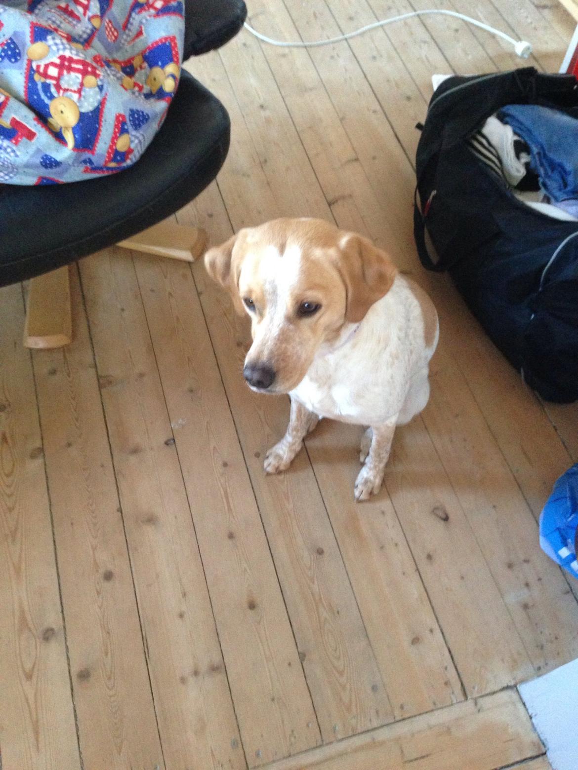 Blanding af racer Molly billede 4