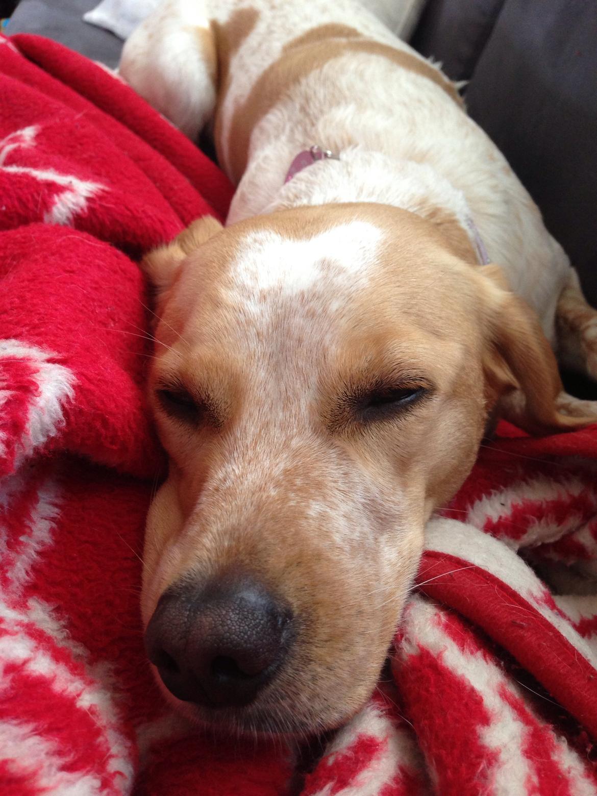 Blanding af racer Molly billede 5