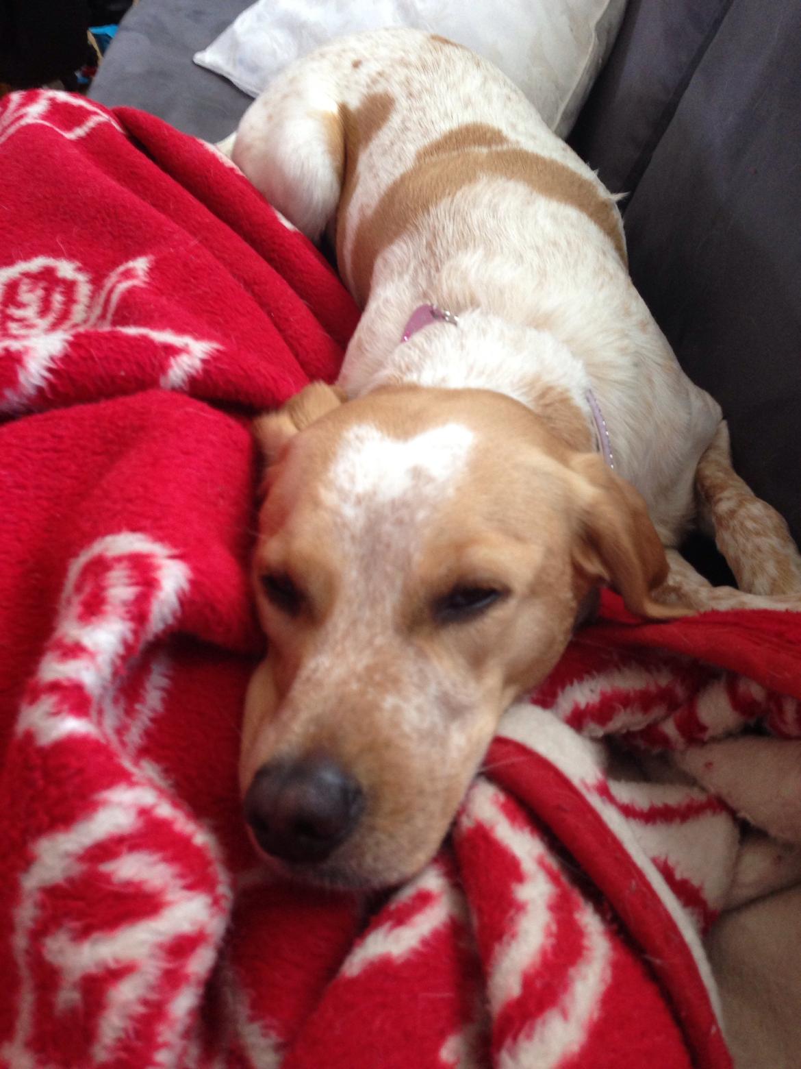 Blanding af racer Molly billede 6