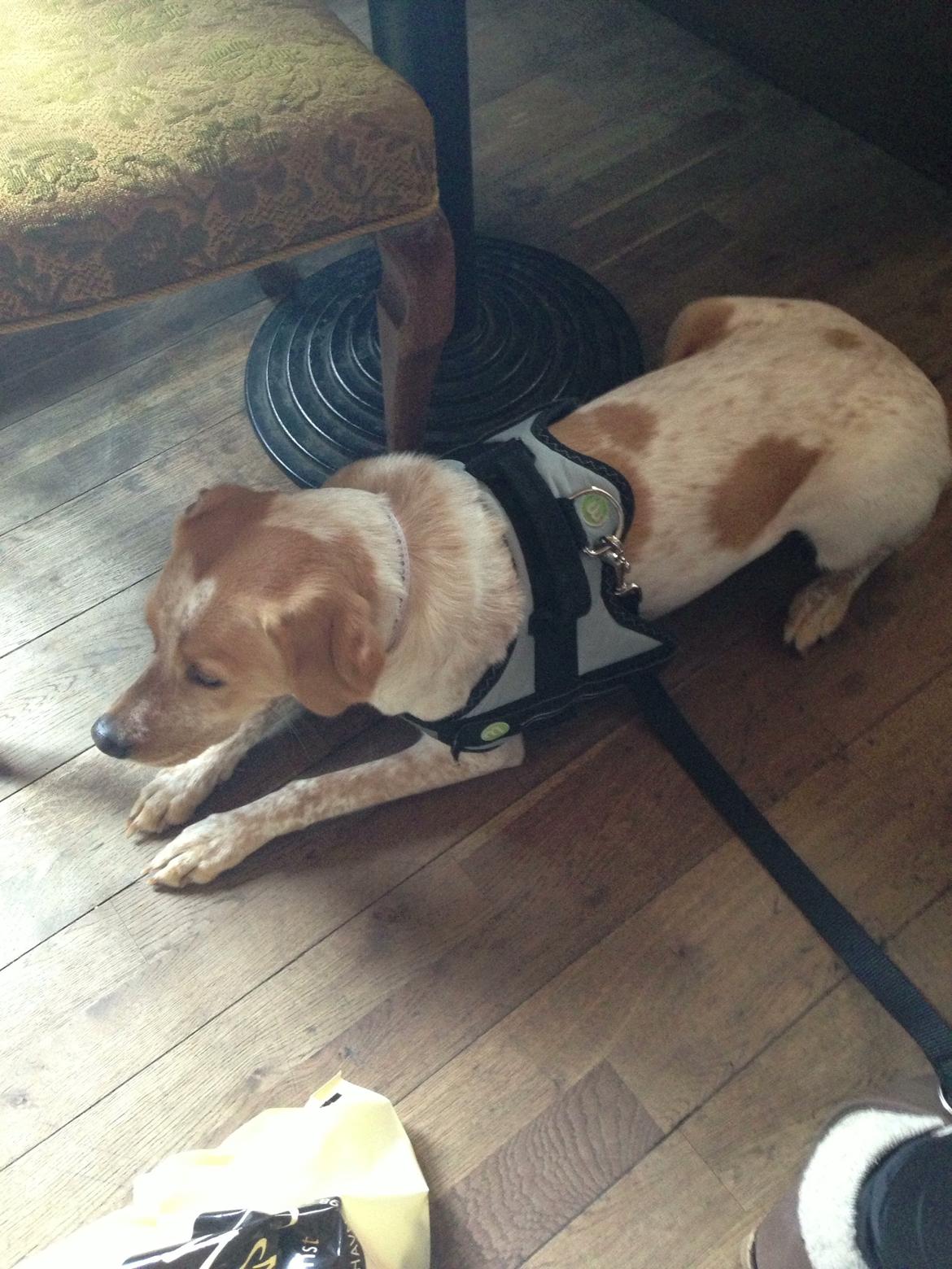 Blanding af racer Molly billede 7