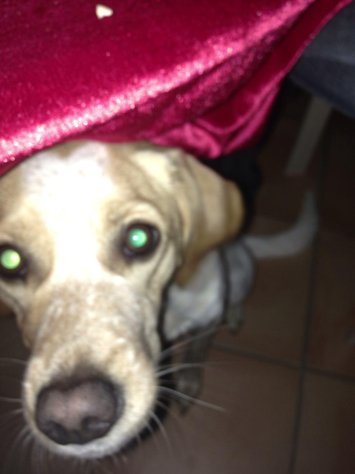 Blanding af racer Molly billede 8