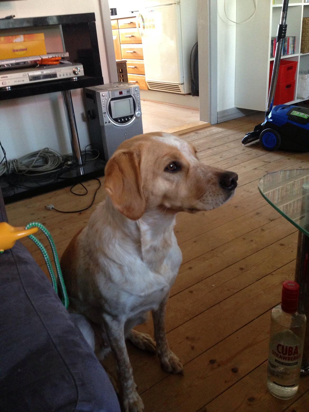 Blanding af racer Molly billede 9