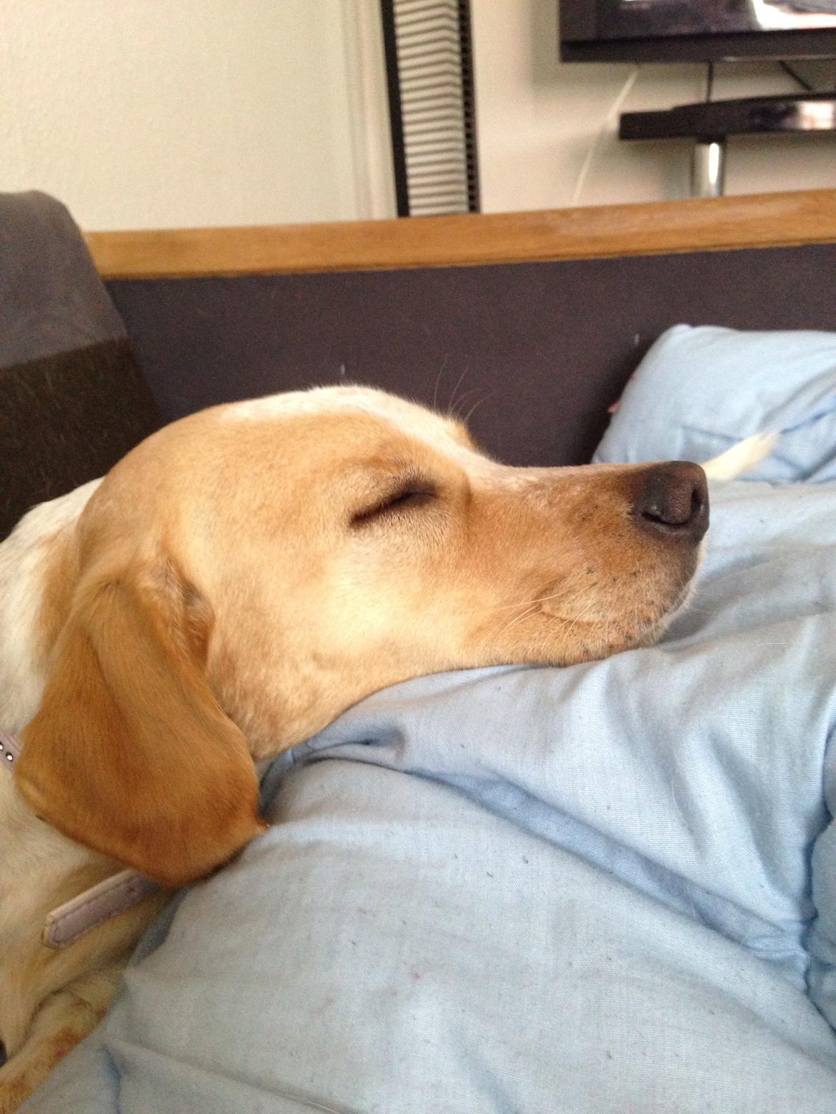 Blanding af racer Molly billede 11