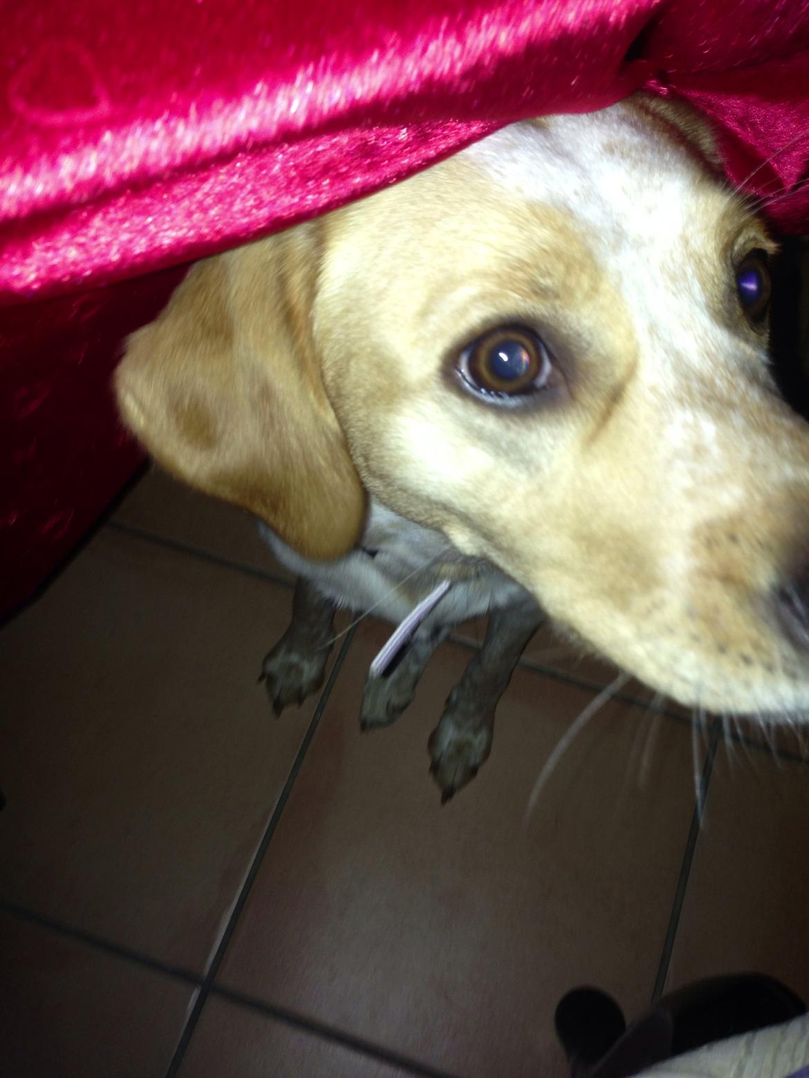 Blanding af racer Molly billede 14