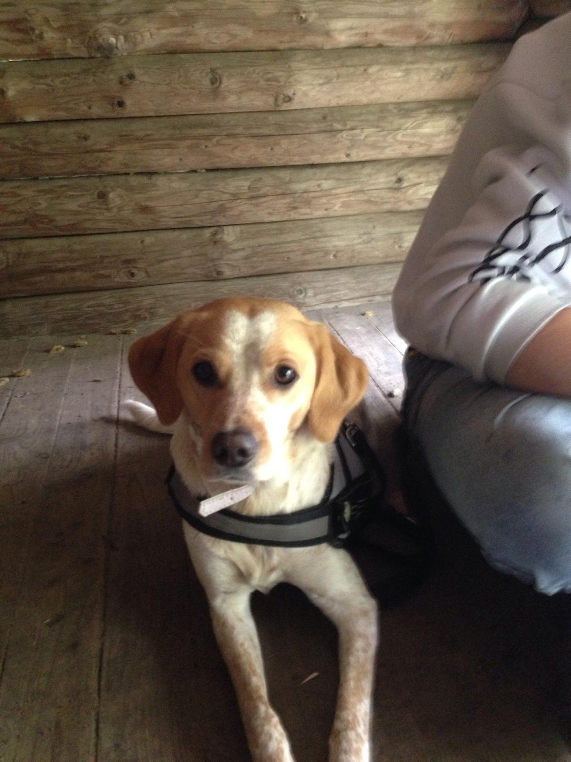 Blanding af racer Molly billede 15