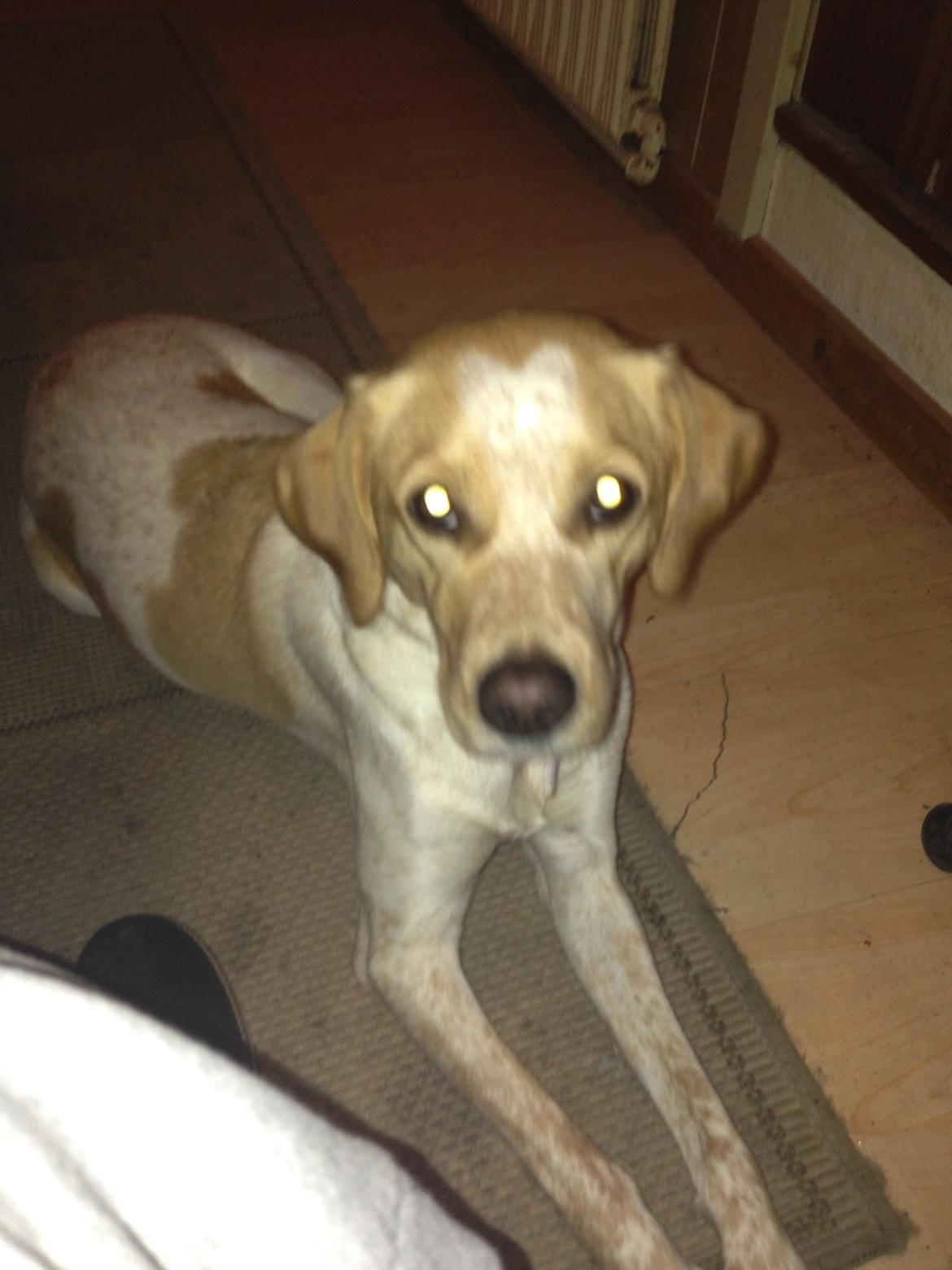 Blanding af racer Molly billede 16