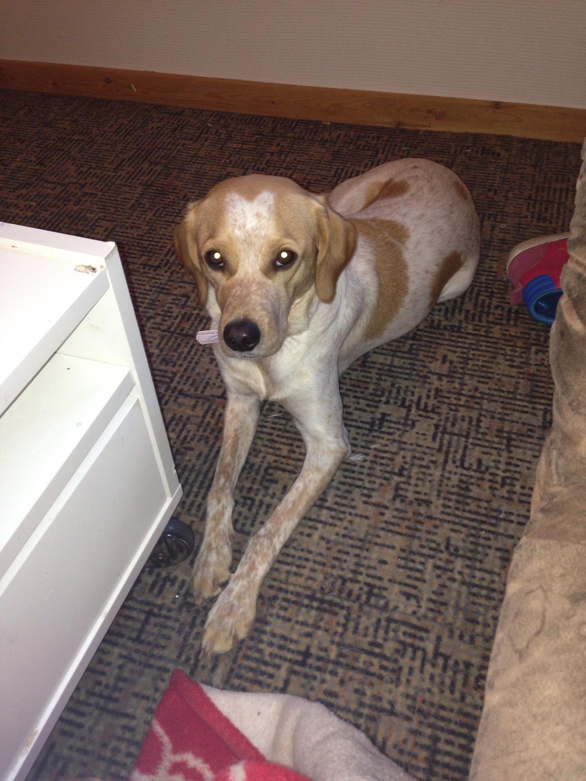 Blanding af racer Molly billede 17