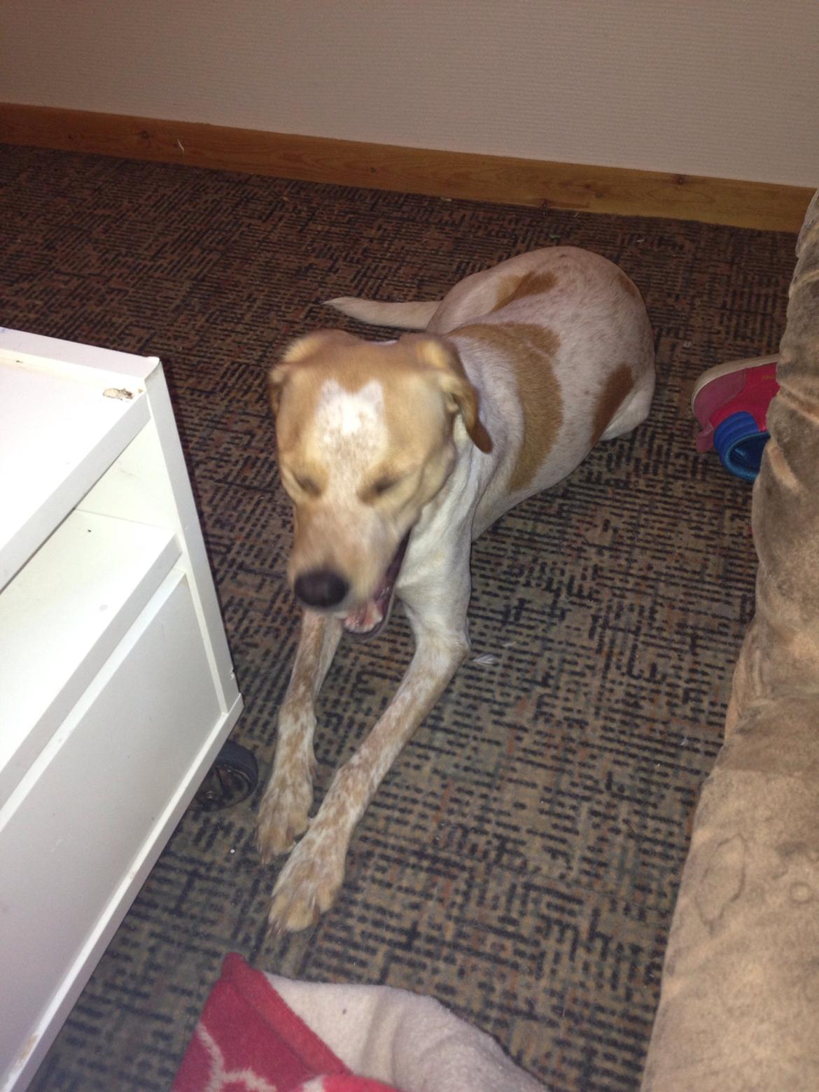 Blanding af racer Molly billede 18