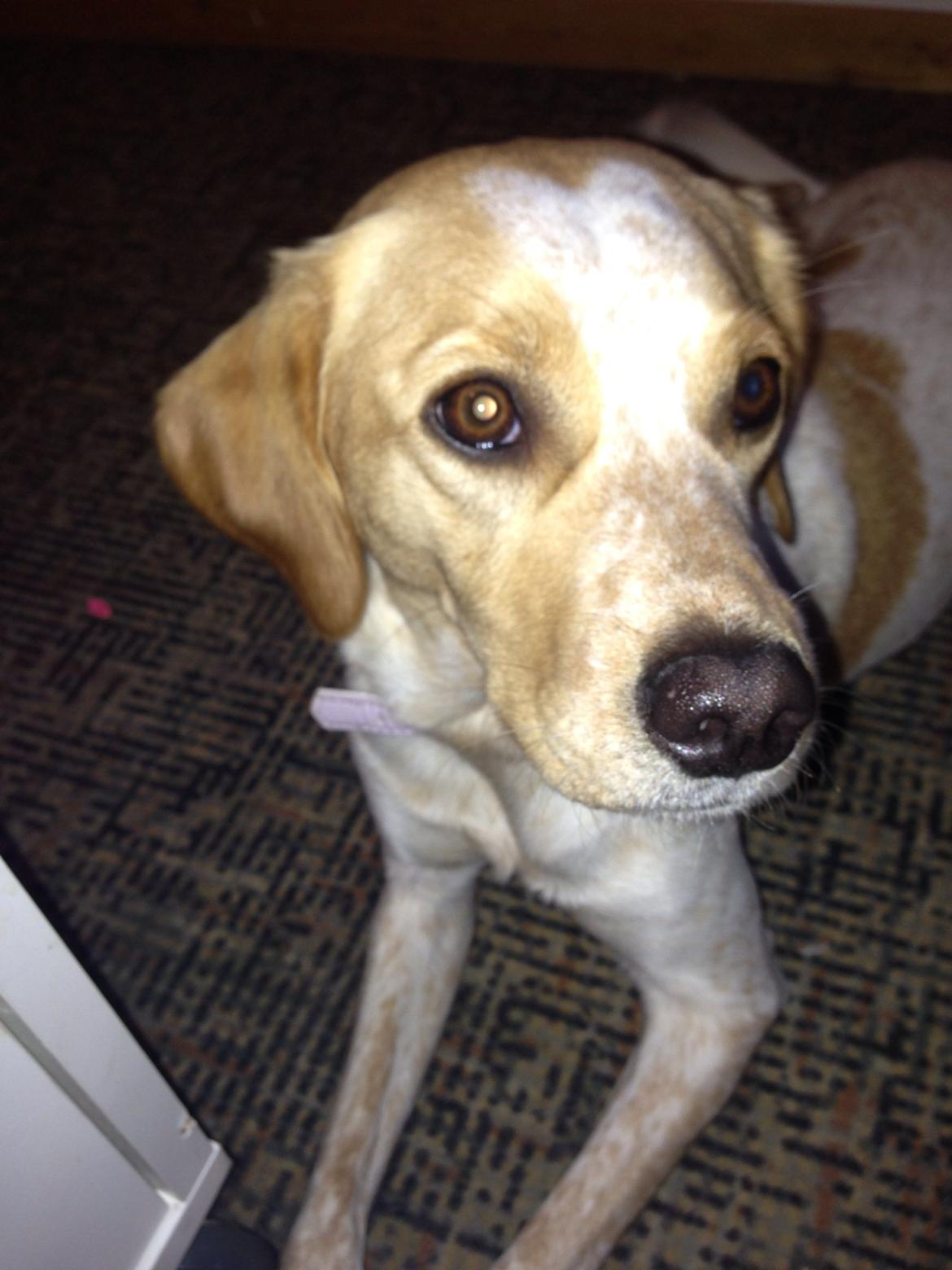 Blanding af racer Molly billede 19