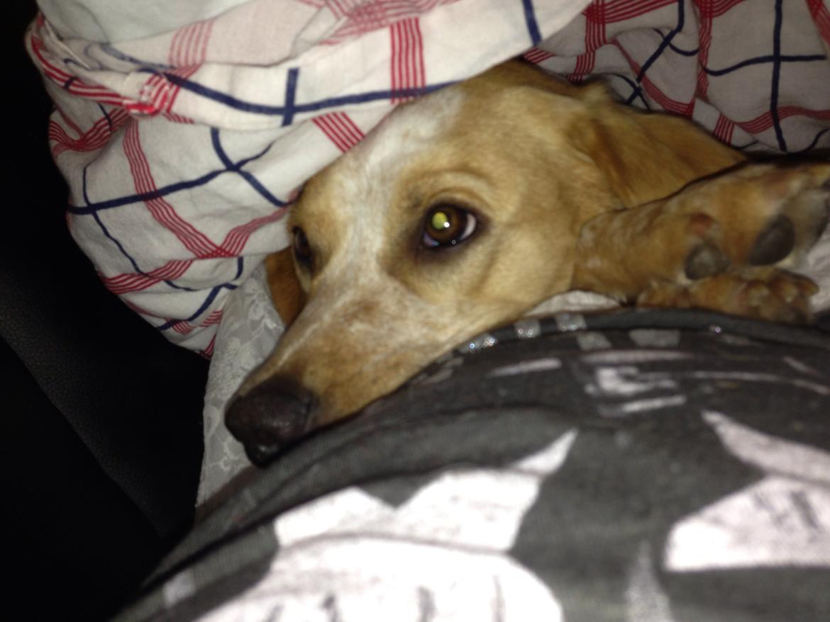 Blanding af racer Molly billede 20