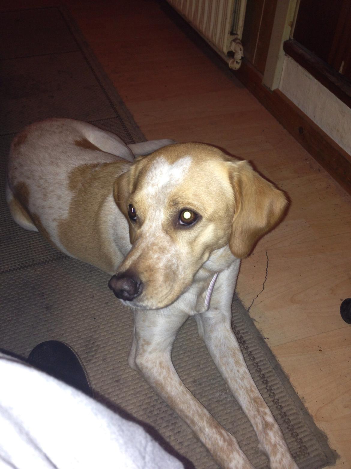 Blanding af racer Molly billede 21