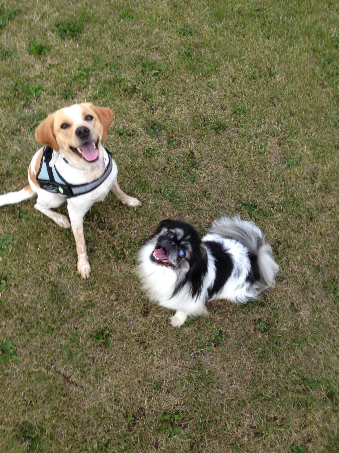 Blanding af racer Molly billede 22