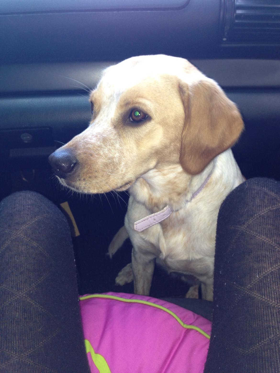 Blanding af racer Molly billede 23