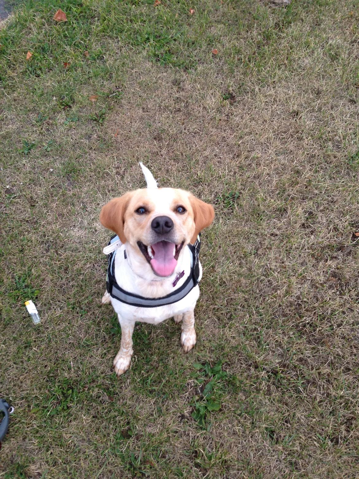 Blanding af racer Molly billede 24