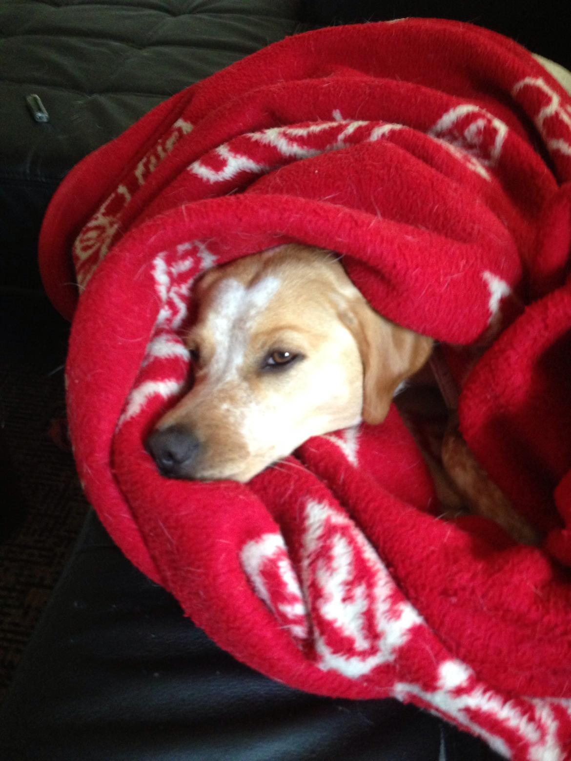 Blanding af racer Molly billede 25