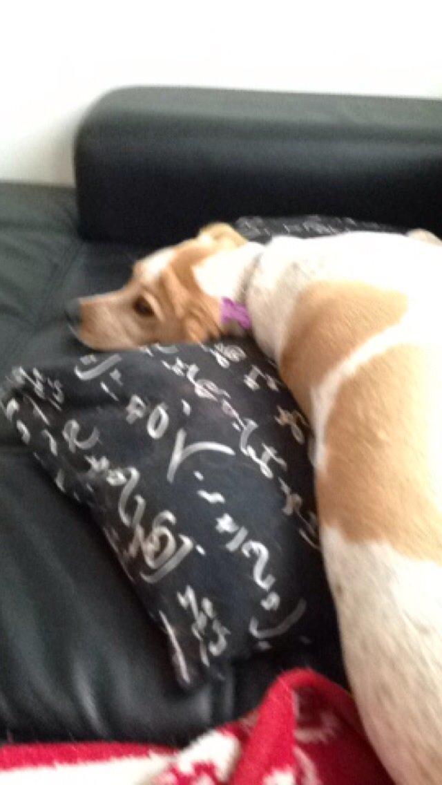 Blanding af racer Molly billede 26