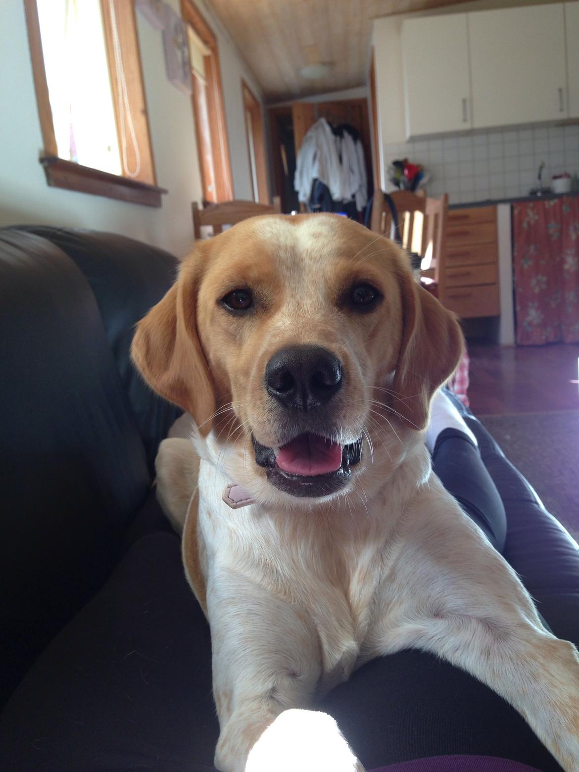 Blanding af racer Molly billede 27