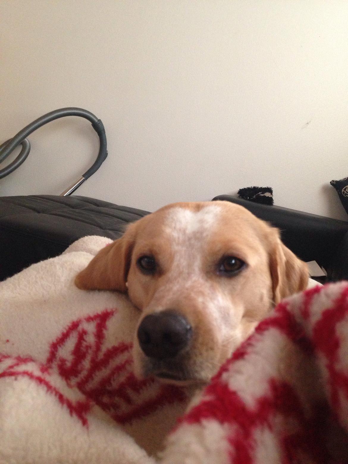 Blanding af racer Molly billede 28