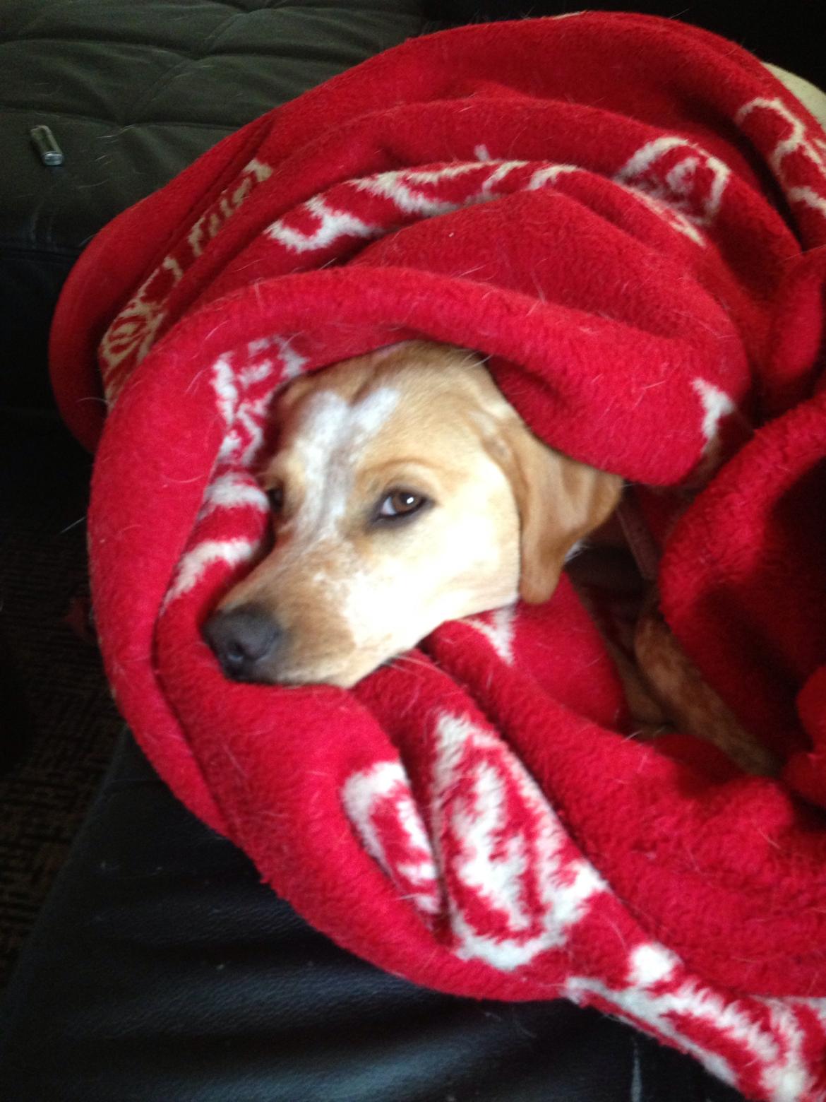 Blanding af racer Molly billede 29