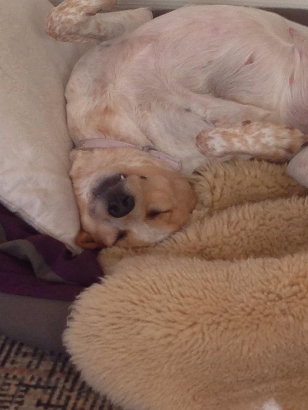 Blanding af racer Molly billede 30