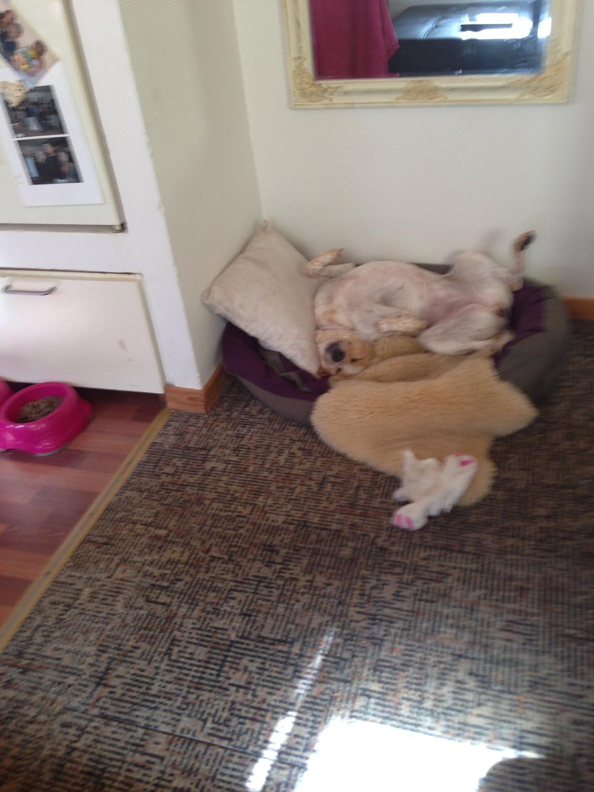 Blanding af racer Molly billede 31