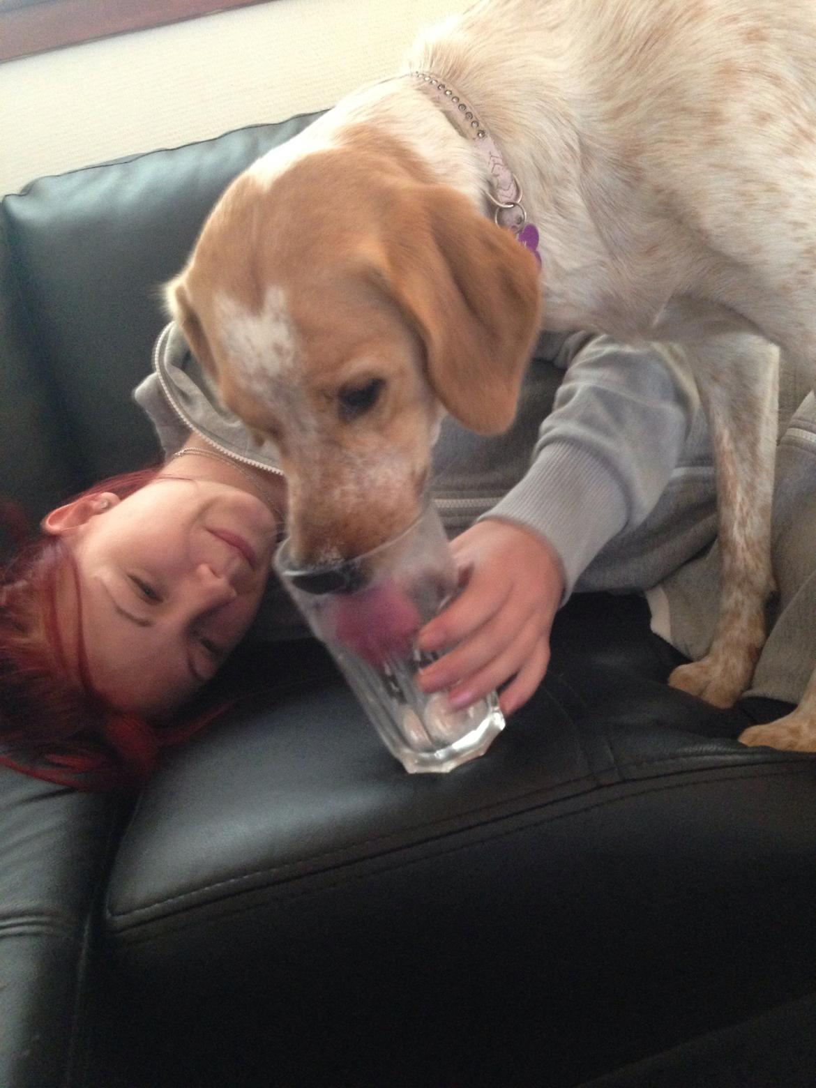 Blanding af racer Molly billede 32