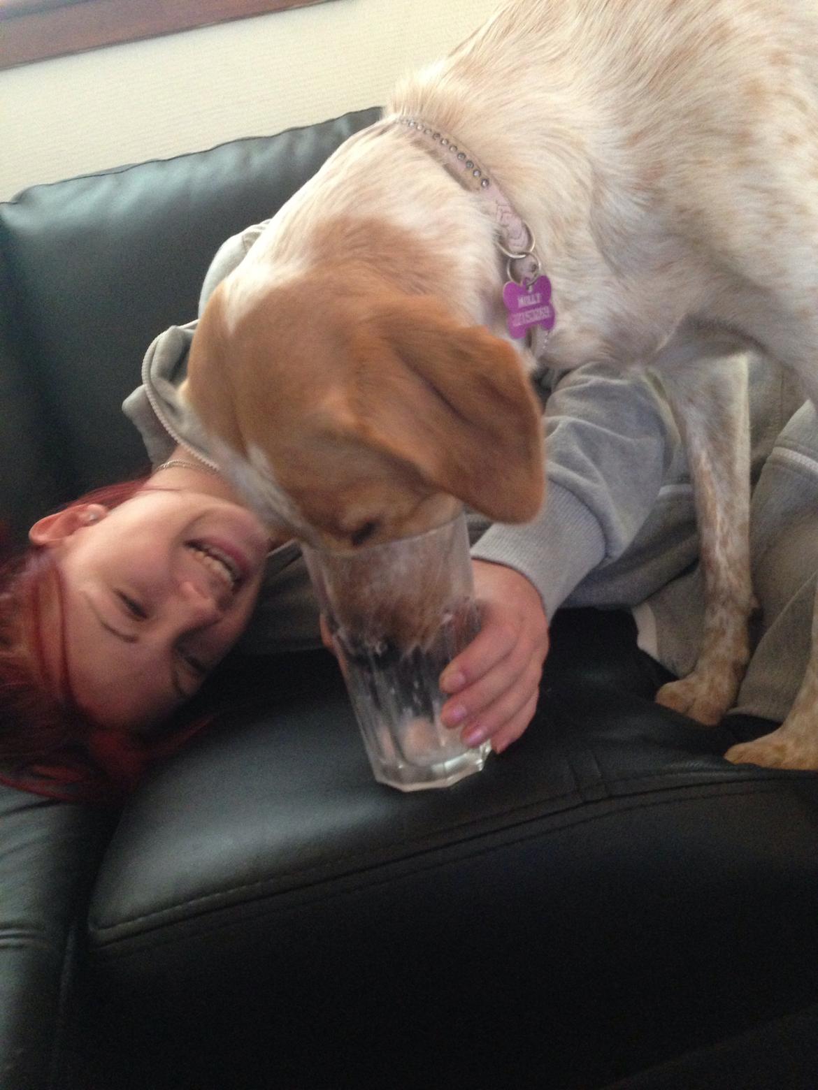 Blanding af racer Molly billede 33