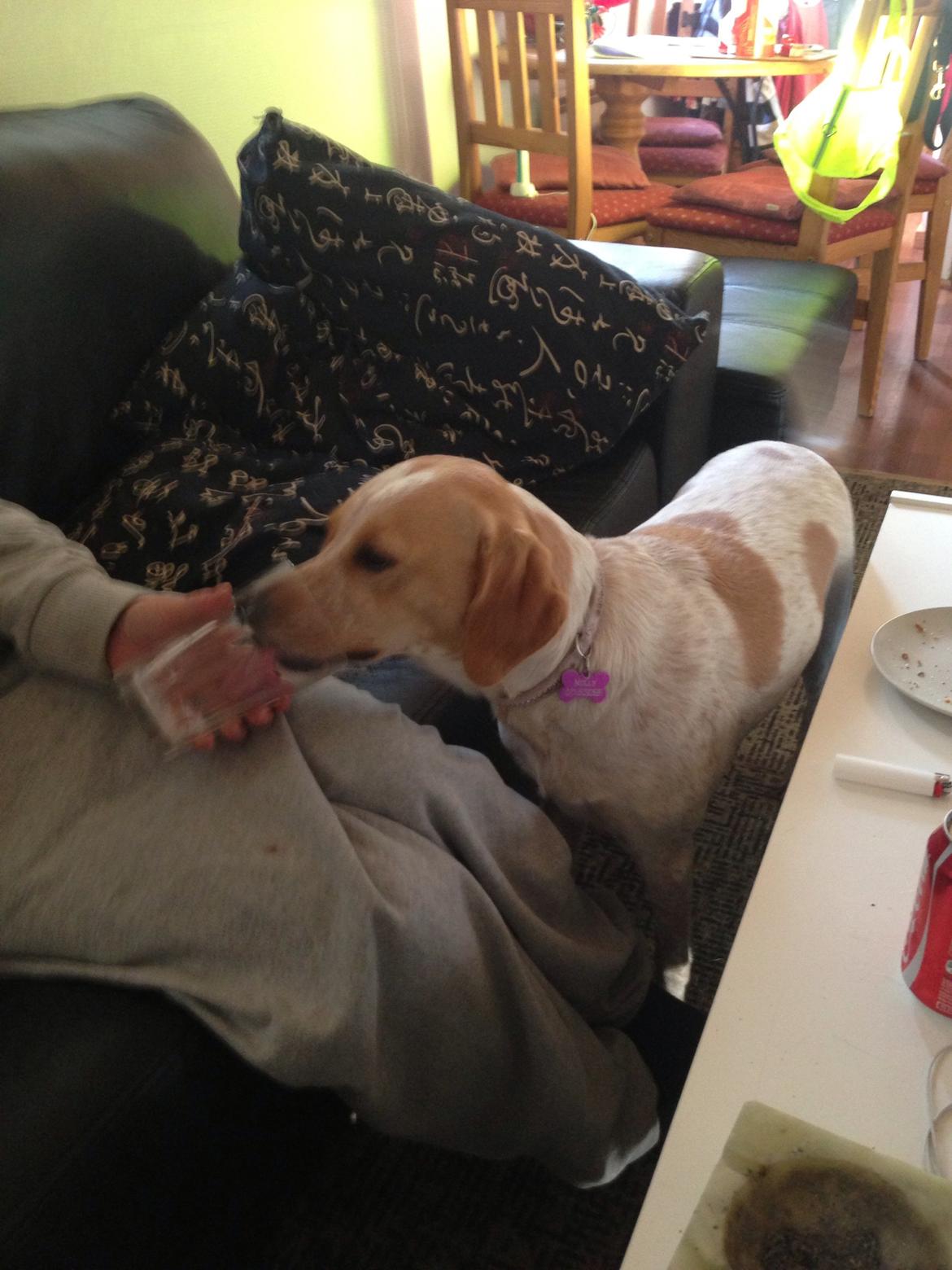 Blanding af racer Molly billede 34