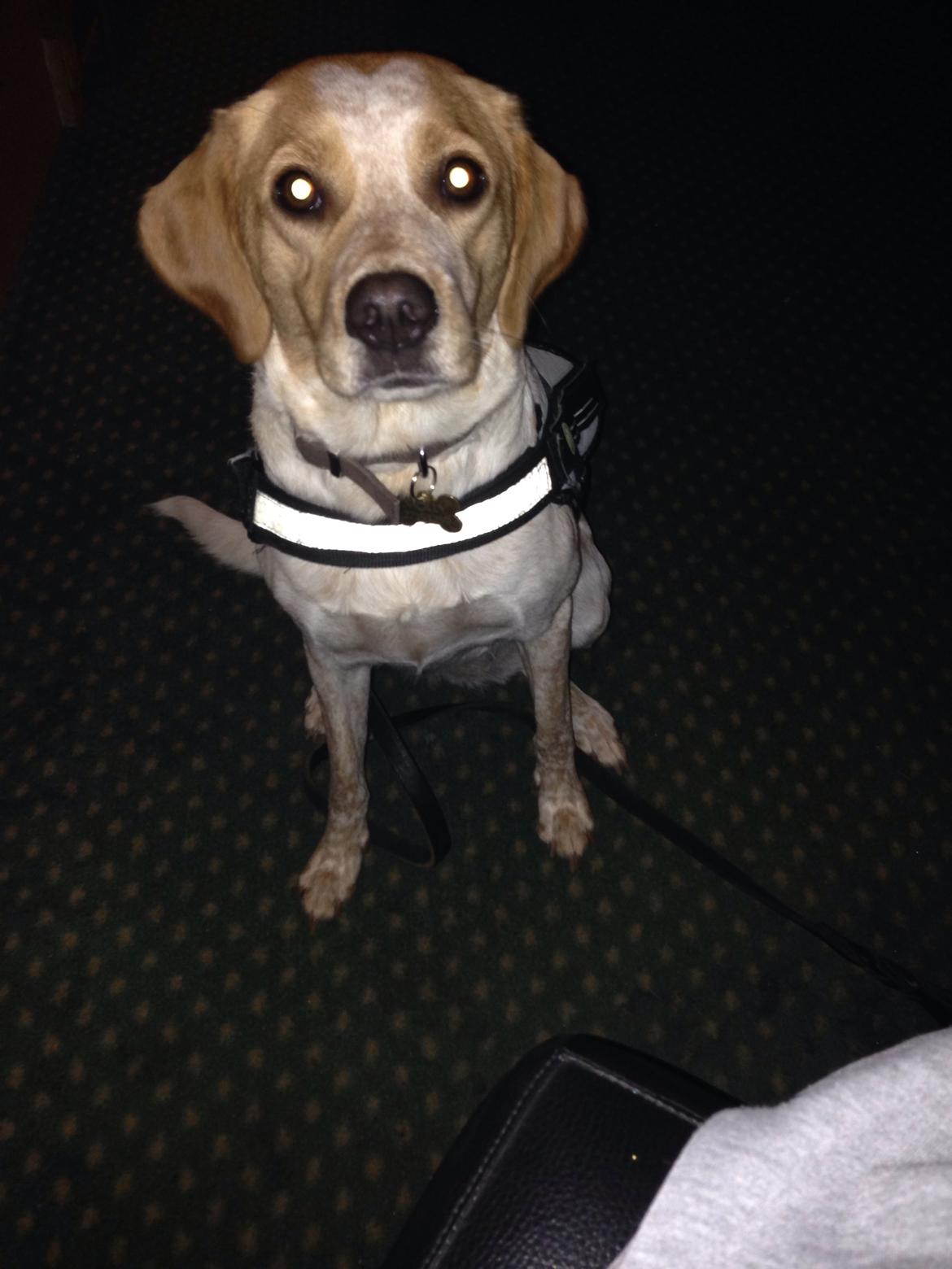 Blanding af racer Molly billede 35