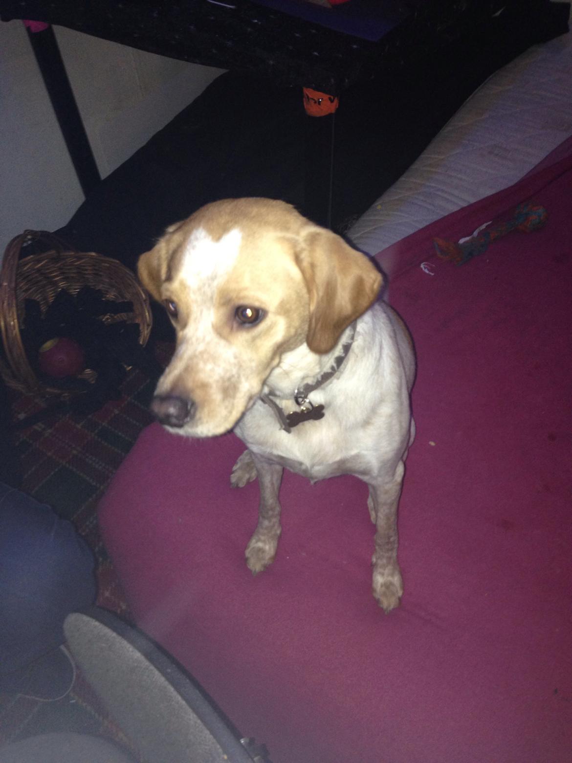 Blanding af racer Molly billede 36