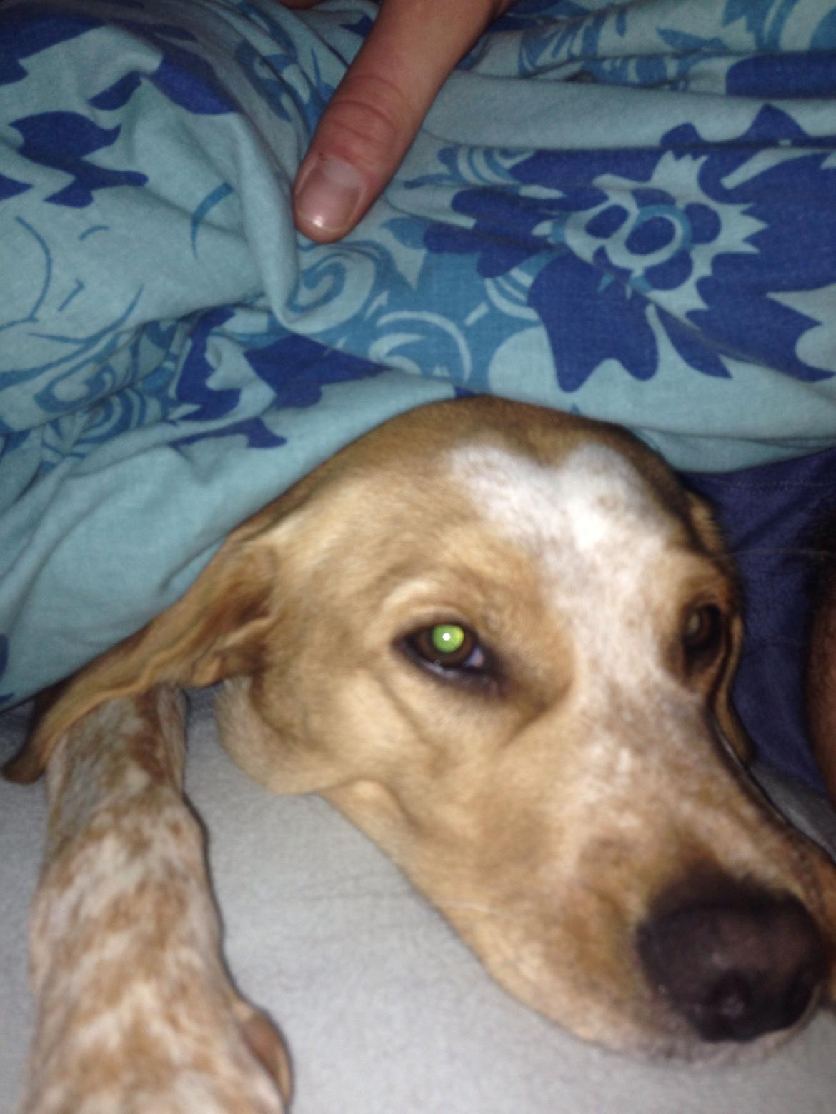 Blanding af racer Molly billede 37