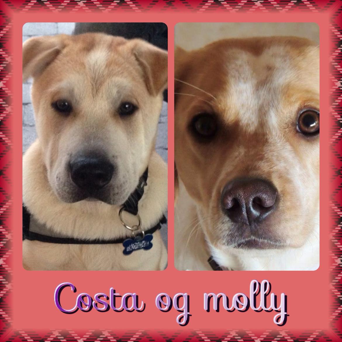 Blanding af racer Molly billede 38