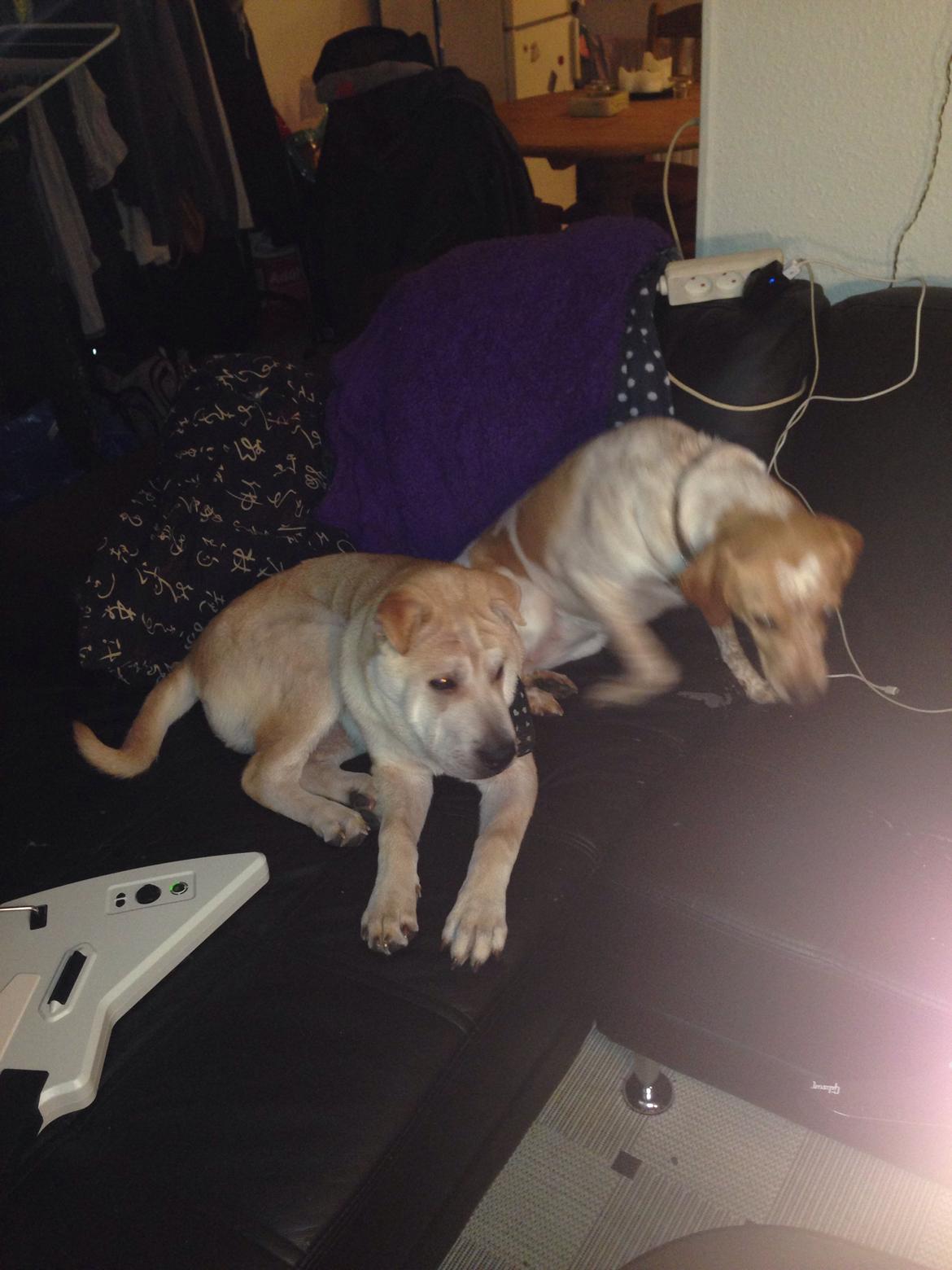 Blanding af racer Molly billede 39