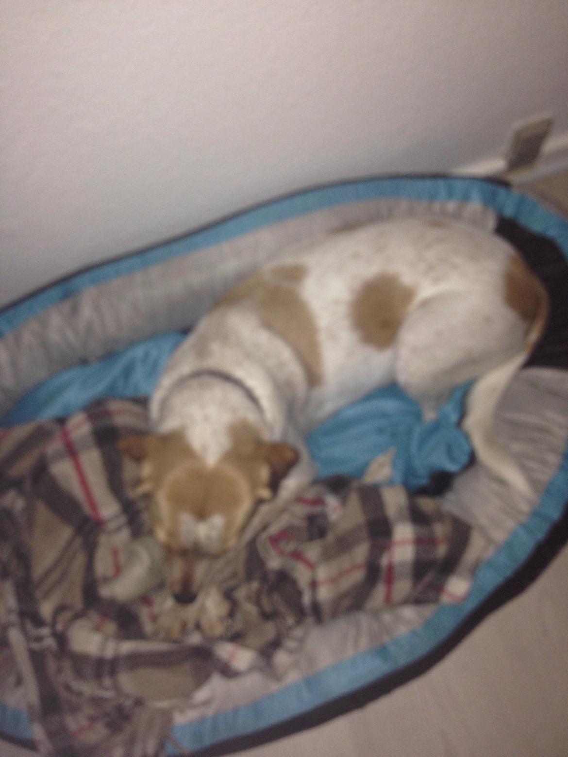 Blanding af racer Molly billede 40