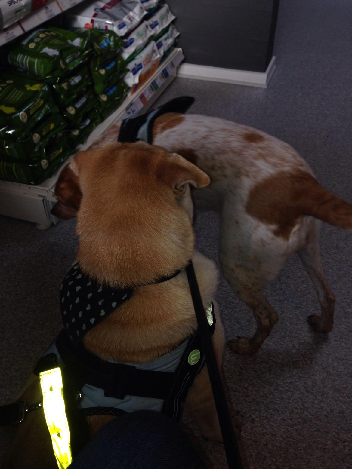 Blanding af racer Molly billede 41