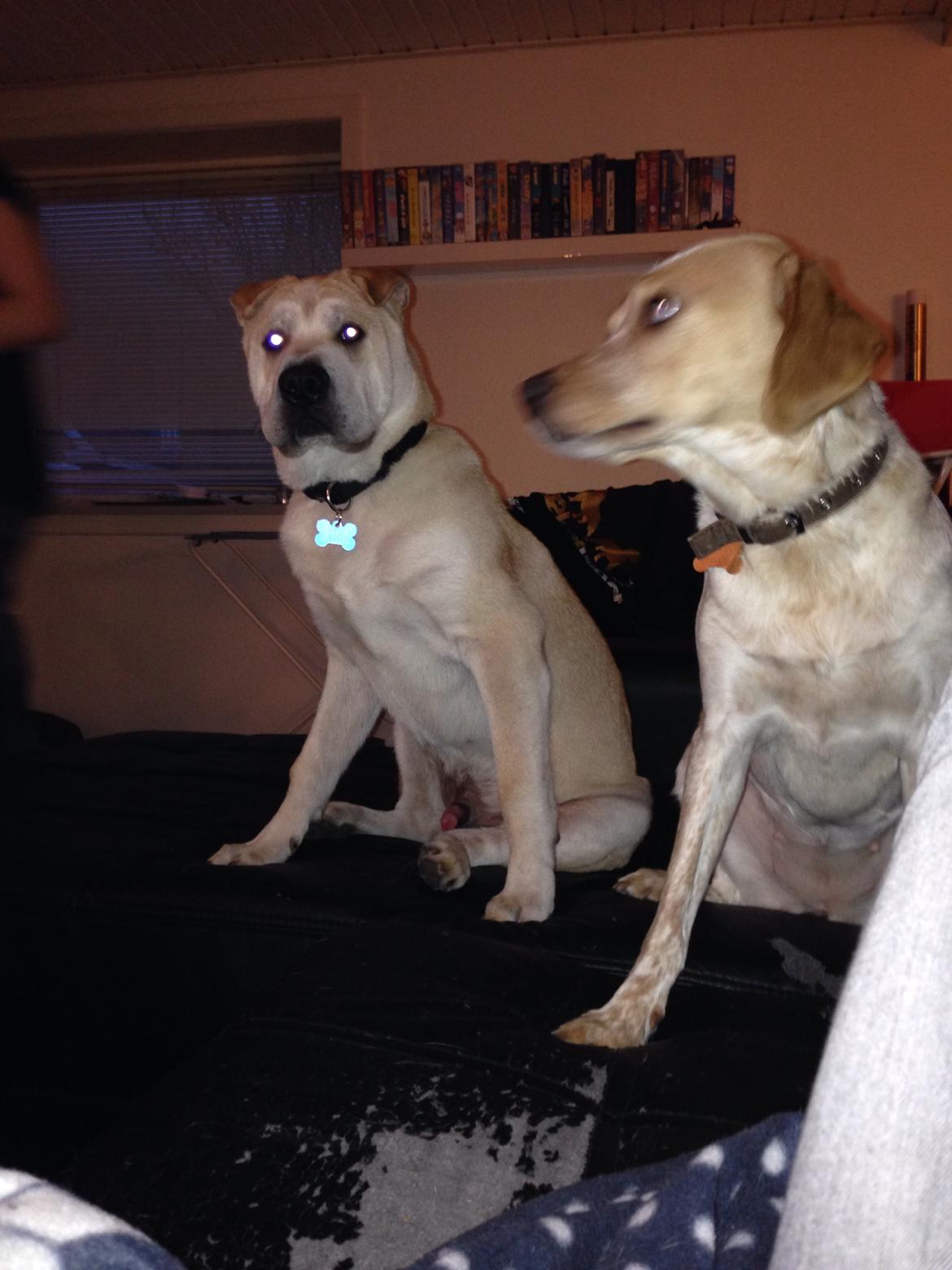 Blanding af racer Molly billede 42