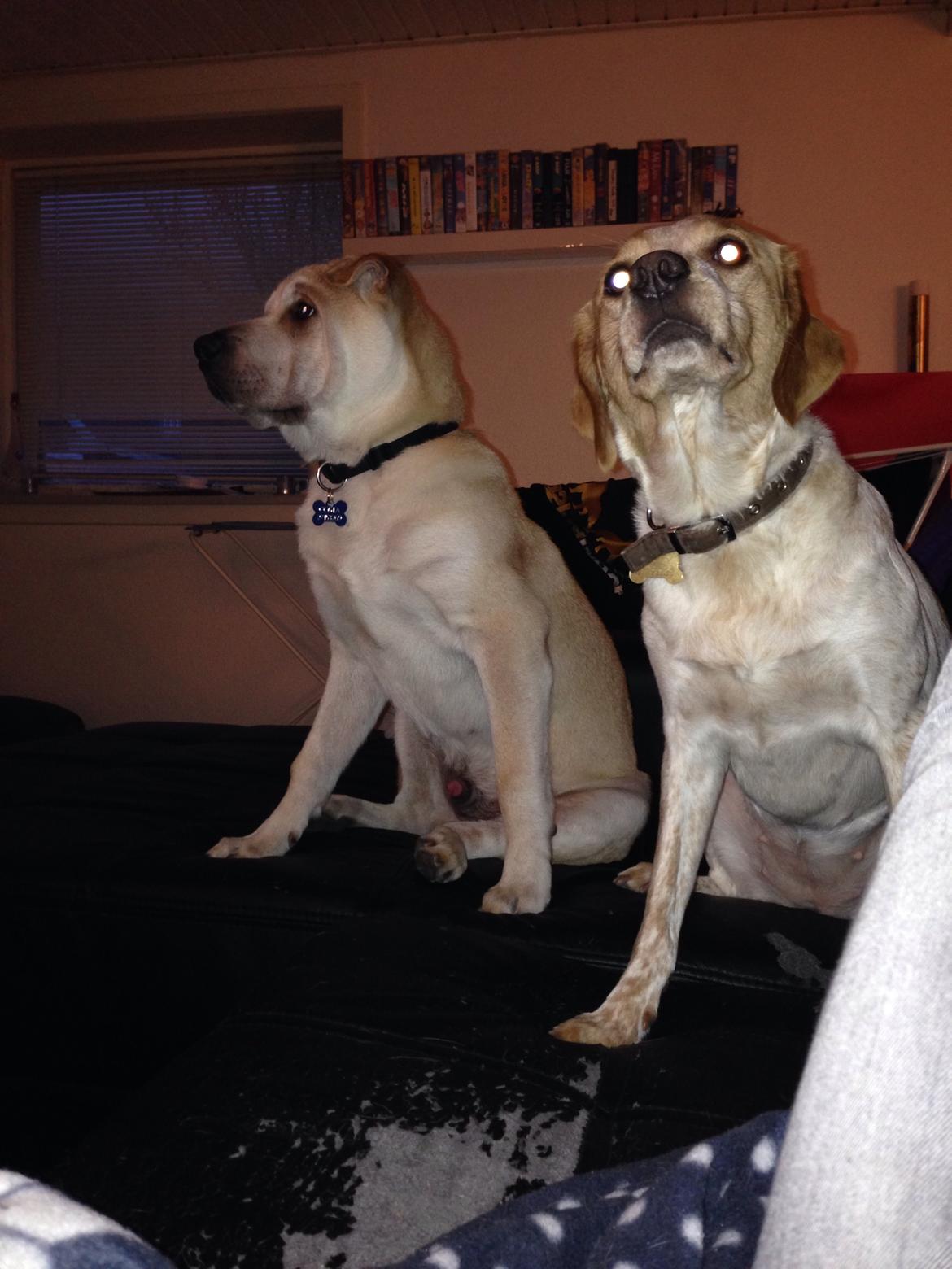 Blanding af racer Molly billede 43