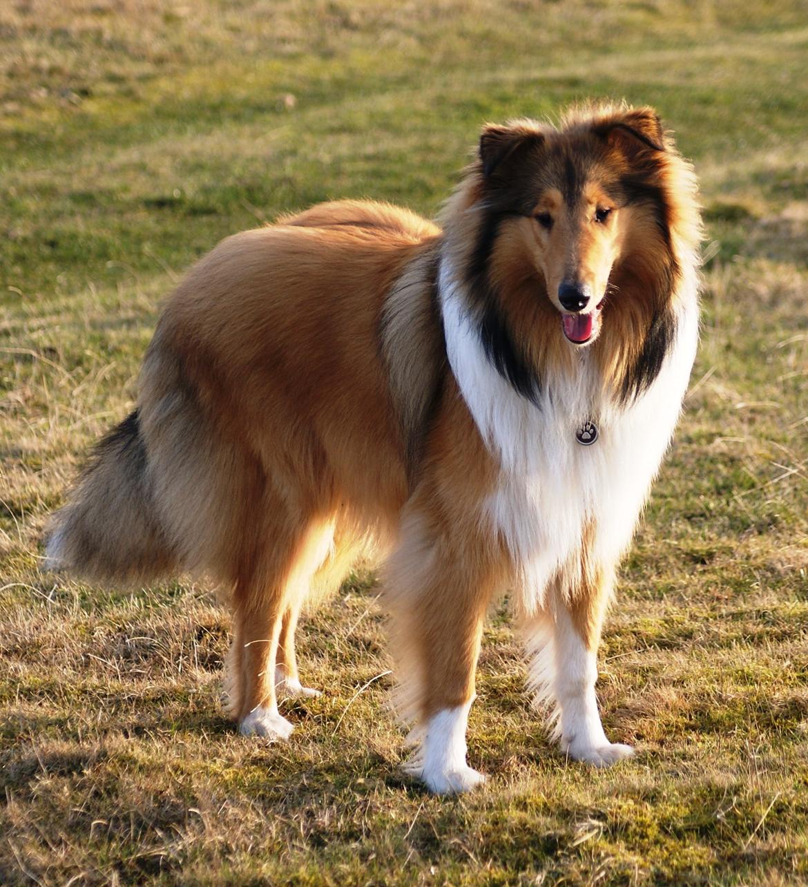 Collie langhåret Ebony Moor´s Charismatic Cato - 9½ mdr billede 21