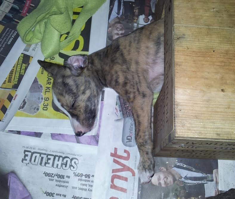 Whippet Ludvig (Himmelhund) billede 7