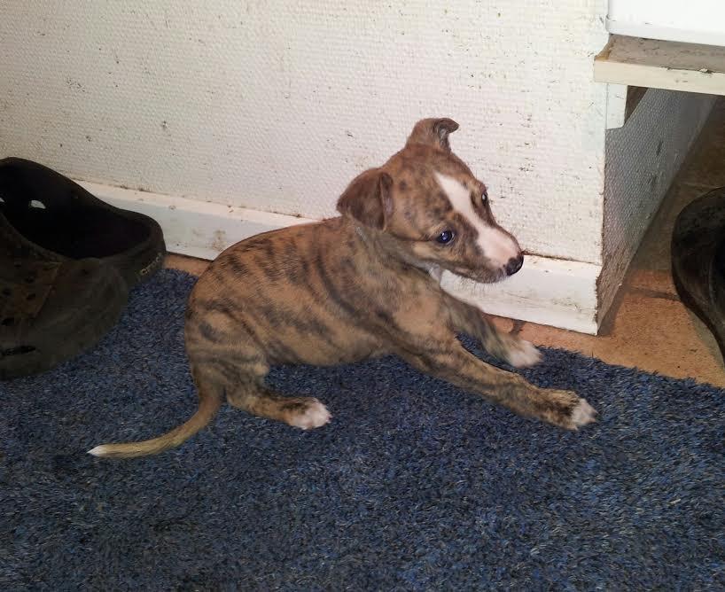 Whippet Ludvig (Himmelhund) billede 5