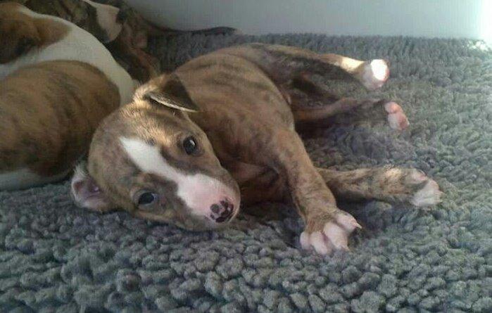 Whippet Ludvig (Himmelhund) billede 2