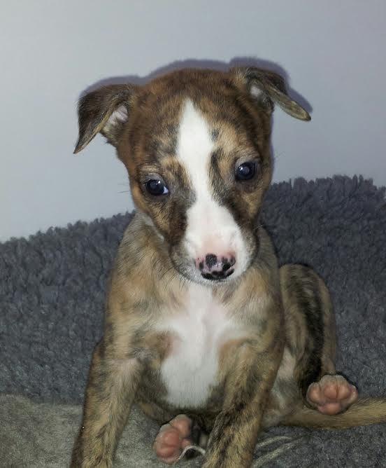 Whippet Ludvig (Himmelhund) billede 1