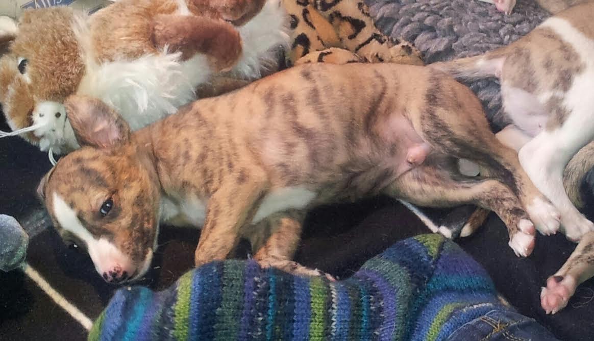 Whippet Ludvig (Himmelhund) billede 8